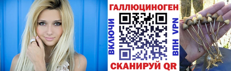 Псилоцибиновые грибы Psilocybine cubensis Пикалёво